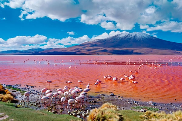 enjoy-latam-destino-paquete-turistico-tours-laguna-colorada-uyuni-bolivia-min